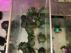 -双季花艺园艺市场(浦东店)