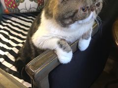 -more than meow吴止猫主题餐厅(承德 中船汇店)