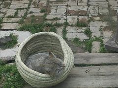 -青藏高原野生动物园