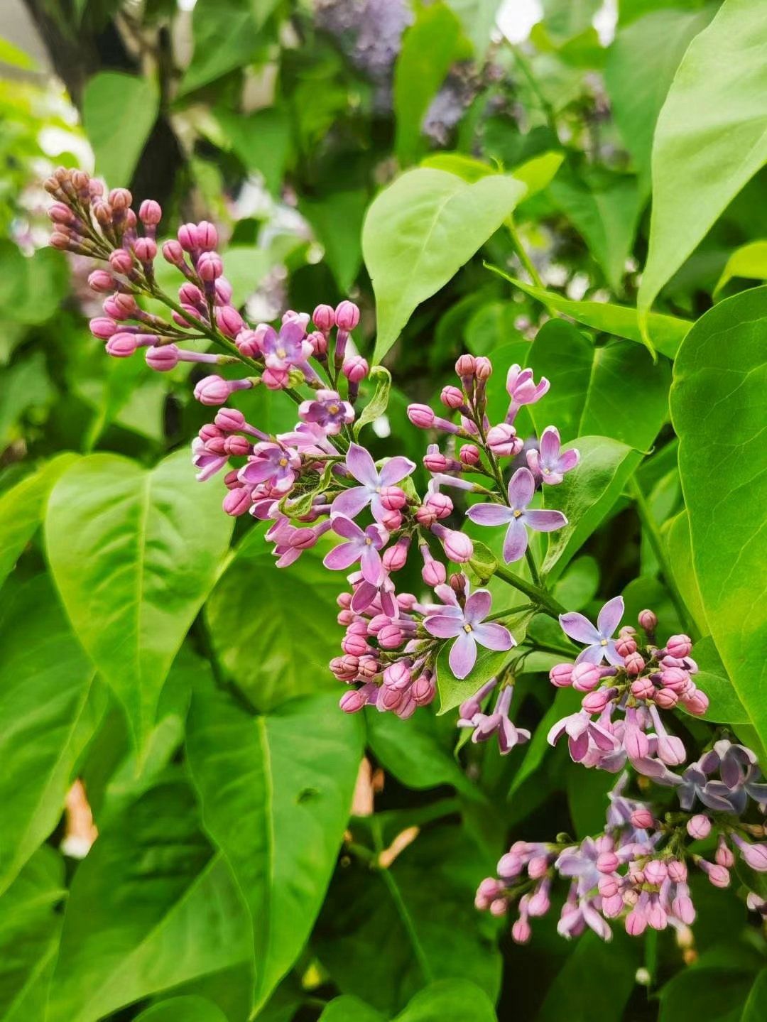 这紫丁香,真是太好看了!