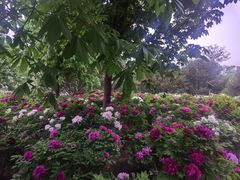 -莲花池公园