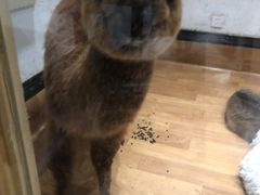 -猫色咖啡·猫咖