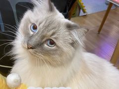 -滚猫咖啡·猫咖·猫友好撸猫(未来城店)