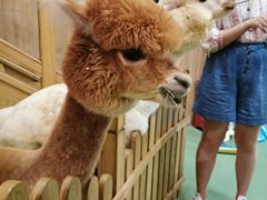 -藦茜花园宠物主题亲子互动体验馆(国顺东路店)