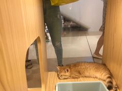 -屋虎猫馆(宝安大仟里店)