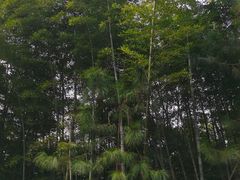 -南京市无想山景区