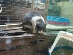 -猫咪博物馆(顶澳仔猫街店)