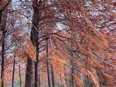 -上海海湾国家森林公园