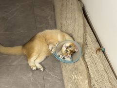 -瑞派申生动物医院·24H夜诊·国际动物医疗中心·骨外科(吴中路店)