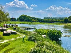 -荷塘月色湿地公园·向阳花洲