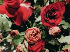 -叶叶菩提·晋福宫