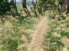 -西湖风景区-江洋畈生态公园
