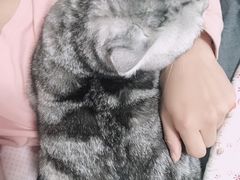 -伟伟宠物医院·瑞派猫友好医院·猫科(光谷店)