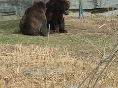 -北京野生动物园