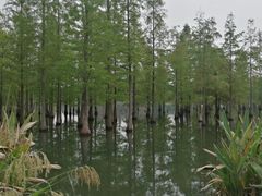 -白鹭湾湿地公园