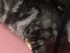 -1013 PET SHOP精品宠物商店(丁香店)
