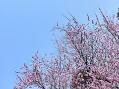 -秀丽东方
