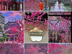 -梅花山(明孝陵内)