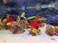 -上海海洋水族馆