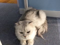 iphone_upload_pic-喵的天空名猫咖啡馆·撸猫·猫舍·用品