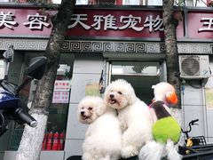 -天雅宠物(绿岛苑店)