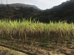 -清溪大王山森林公园