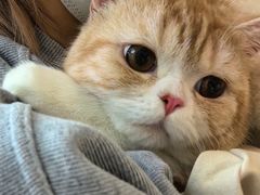 -御宝贝·A梦猫科宠物医院(国际猫友好医院)