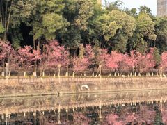 -望江楼公园