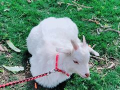 -前小桔亲子创意农场·草莓采摘·露营烧烤