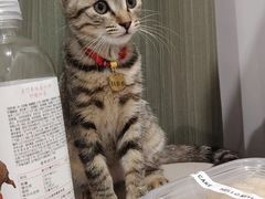 -四月宠物医院·猫专科·心脏专科·内科(转塘店)