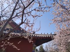 -桃花堤公园