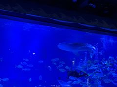 -烟台海昌鲸鲨海洋公园