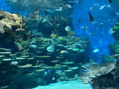 -海合安武汉极地海洋公园