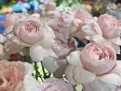 -双季花艺园艺市场(浦东店)