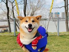 -萌宠之家·腊肠犬·马尔泰·小体犬舍