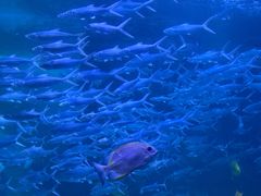 -左海海底世界
