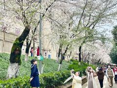 -武汉大学-樱园