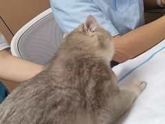 -嘉美宠物医院