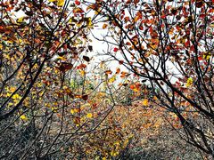 -北京西山国家森林公园