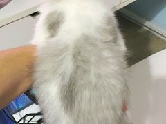 -欣宠猫屋·矮脚拿破仑·蓝金金渐层