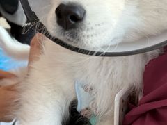 -艾贝尔宠物医院·24H转诊中心·肿瘤猫专科(江宁双龙店)