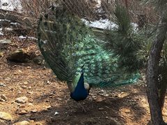 -西霞口神雕山野生动物世界