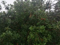 -塘栖枇杷特色园区