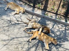 -大连森林动物园