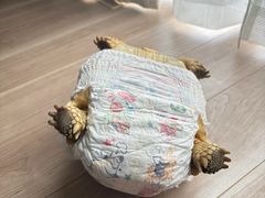 -中环花鸟鱼虫市场