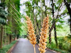 -同里国家湿地公园