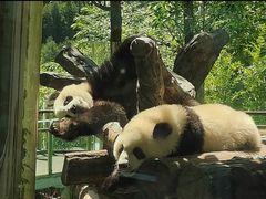 -卧龙中华大熊猫苑神树坪基地