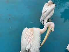 -大连老虎滩海洋公园