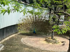 -成都动物园