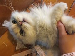 -李小姐の猫咖啡馆(五角场店)